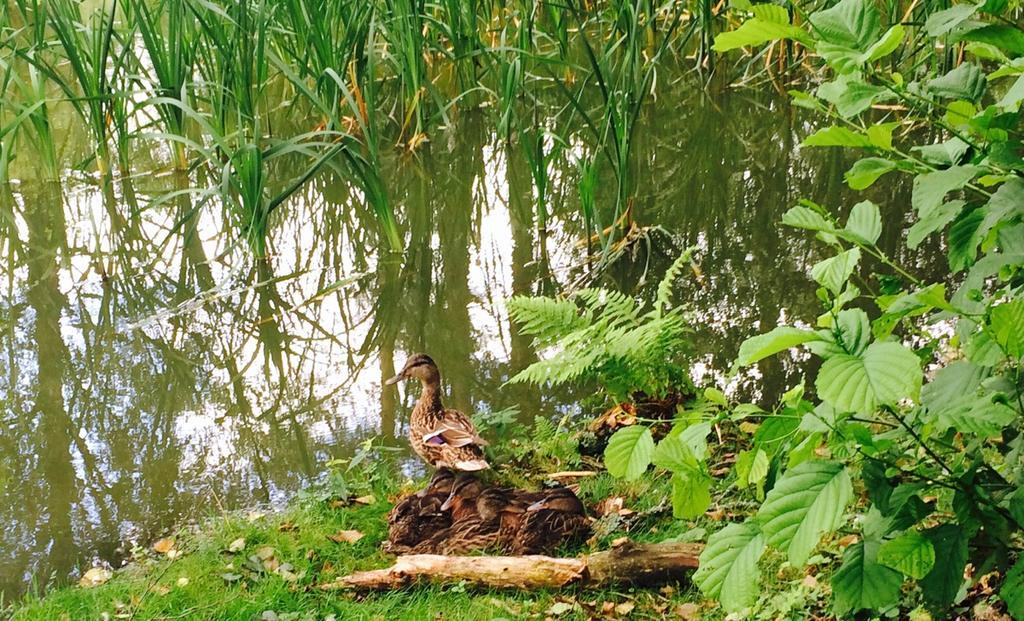 Affittacamere Poilsio baze Latežeris Esterno foto
